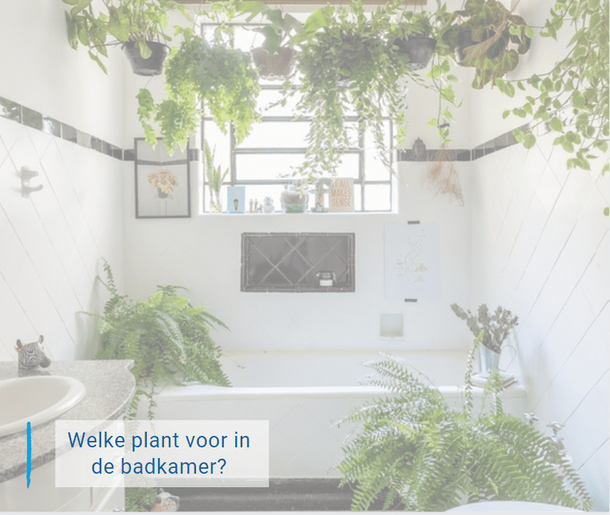 Welke plant in de badkamer?